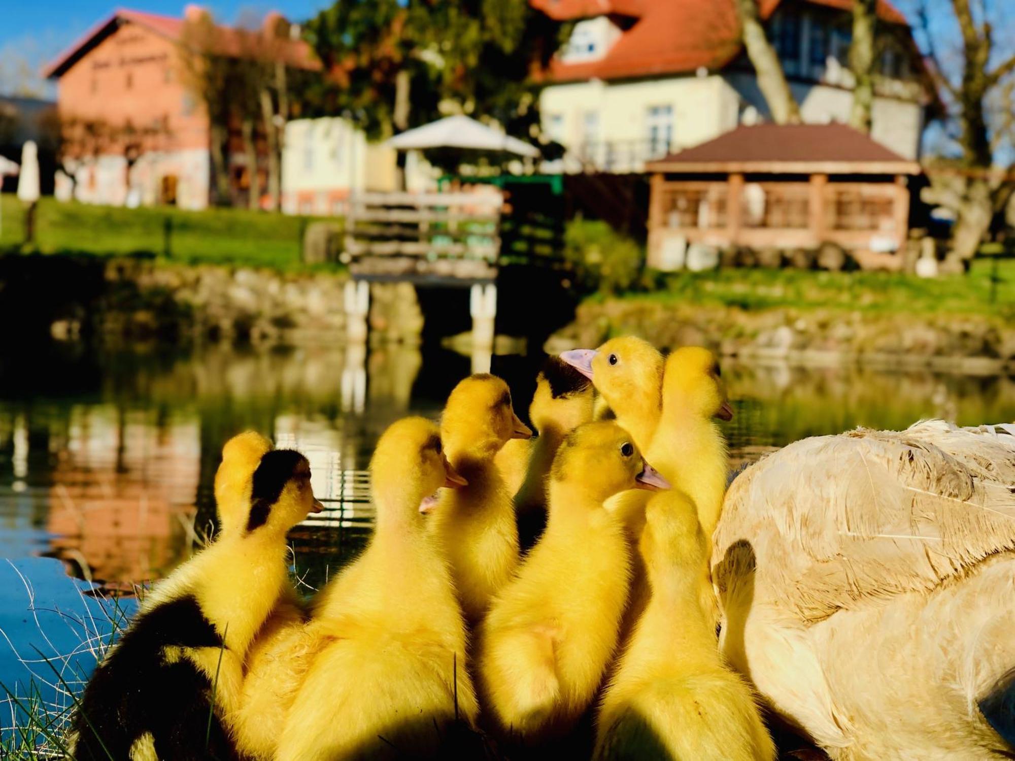 Palac Spichrz Borcz Esterno foto